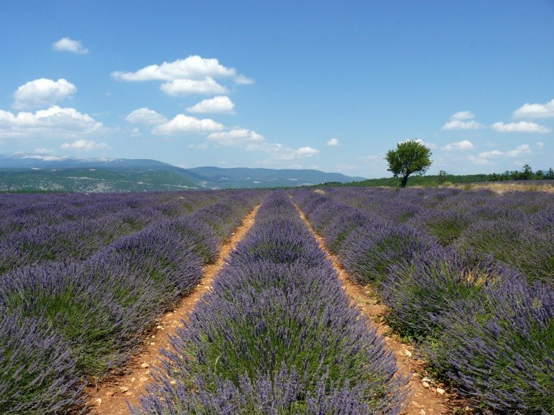 provence-lavender-clouds-france-mediterranean